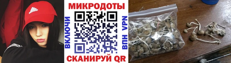 Галлюциногенные грибы Psilocybine cubensis  Новоалександровск 